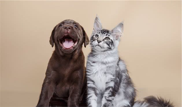 猫与狗有哪些不同？看了此文就知道了
