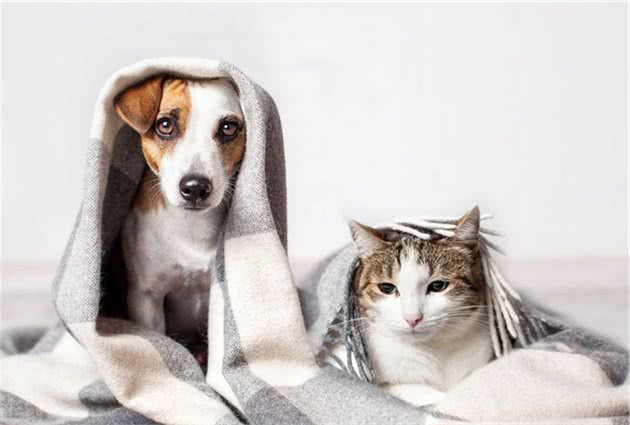 猫与狗有哪些不同？看了此文就知道了