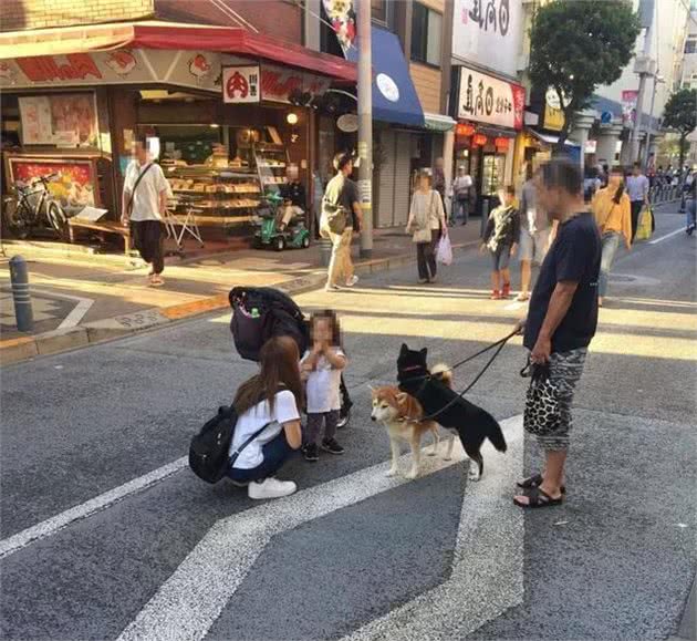 主人养了两只柴犬，带它们出门遛弯，结果散步姿势遭围观