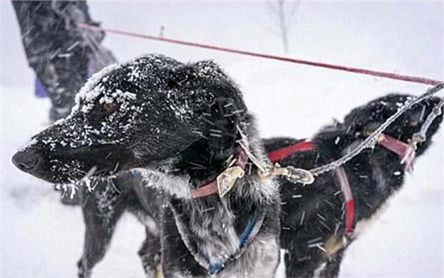 雪橇犬看似傻狗，但主人被困暴雪时，狗狗却英勇出手将铲屎官救下