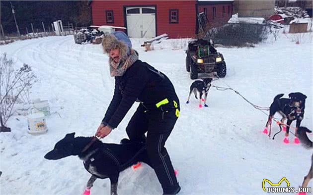 雪橇犬看似傻狗，但主人被困暴雪时，狗狗却英勇出手将铲屎官救下