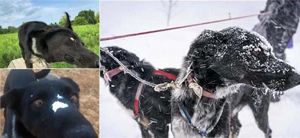 雪橇犬看似傻狗，但主人被困暴雪时，狗狗却英勇出手将铲屎官救下