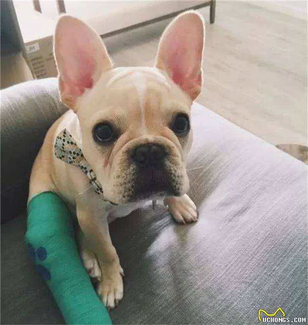 猫咪狗狗骨折了怎么办？骨折术后应该如何护理？别急，看这里！