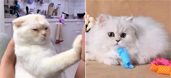 猫咪有这几个表现，说明已经患了心理疾病