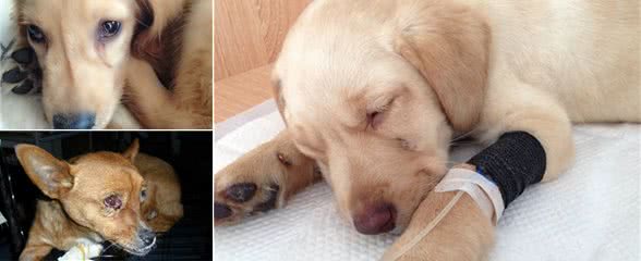 狗狗出现犬瘟怎么办？养狗必须要重视这个问题