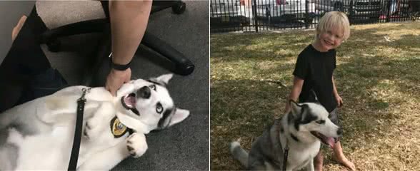 哈士奇走丢后在警局蹭饭3个月，主人也没来带走：当警犬抵债吧