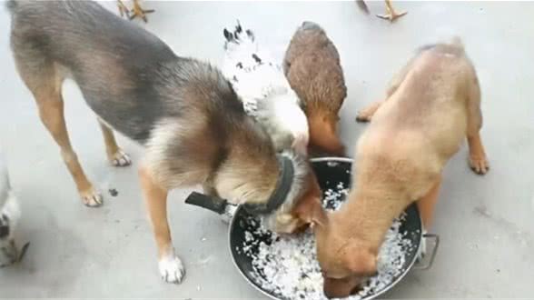 宠物狗是否必须吃蔬菜，狗食自配餐应该如何搭配