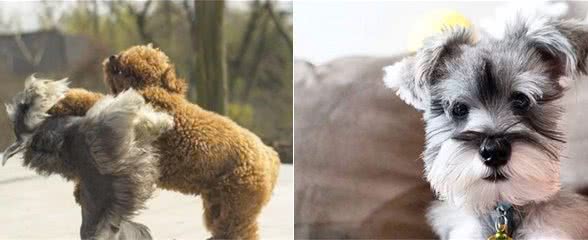 养“雪纳瑞”不容易！这几个问题，能把主人折腾得不想再养狗