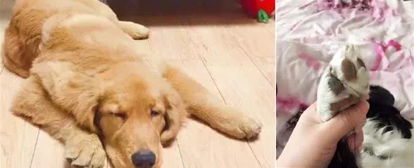 你遛狗回来是否会给狗狗擦洗一下脚呢？有这个必要吗？