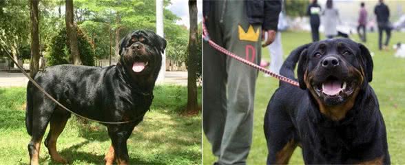 罗威纳犬的6大优点，网友：就算想养也不敢养啊！