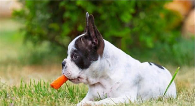 如何训练犬不吃外面地上和陌生人给的食物？