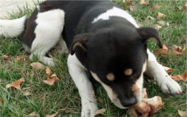 如何训练犬不吃外面地上和陌生人给的食物？