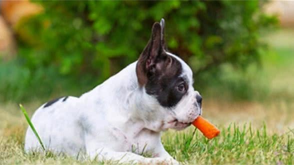 如何训练犬不吃外面地上和陌生人给的食物？