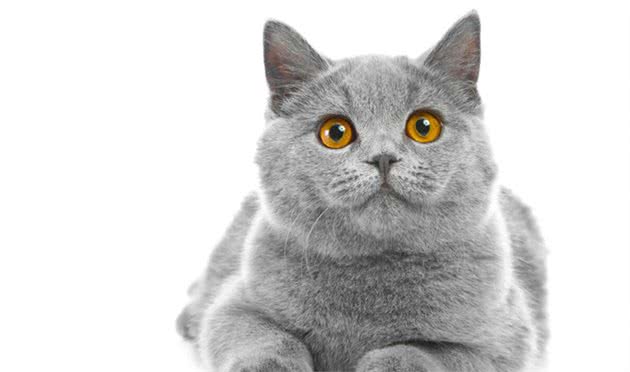 说到蓝猫的性格跟特点，不同的品种，会存在一定的差异