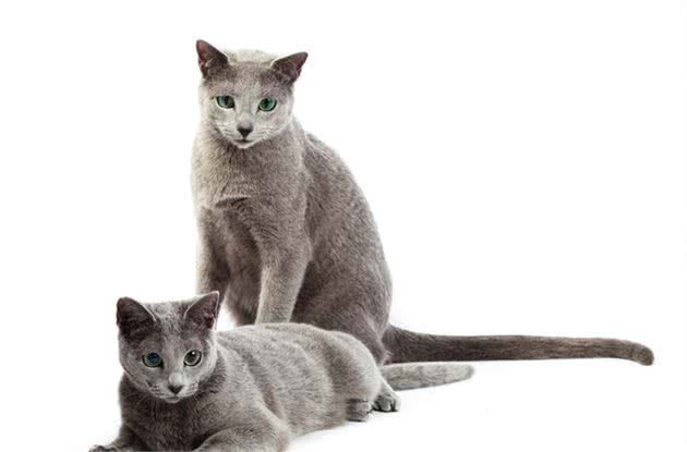 说到蓝猫的性格跟特点，不同的品种，会存在一定的差异