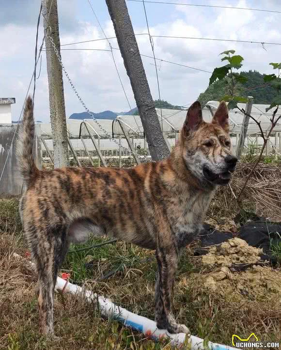 说中华田园犬不好看的人，怕是没见过真正的田园犬吧