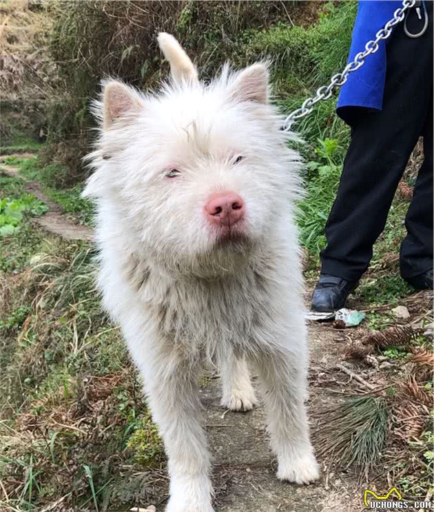 说中华田园犬不好看的人，怕是没见过真正的田园犬吧