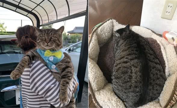 猫咪长得太大只怎么办？继续养着呗，网友晒出小狮子体型可爱巨猫