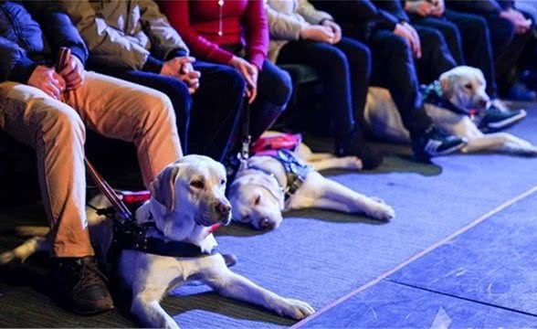 「问答」导盲犬要不要花钱买？东东教你如何免费申请