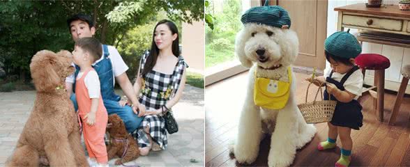 为什么“优点多+性格好”的巨型贵宾犬，这么少人养？