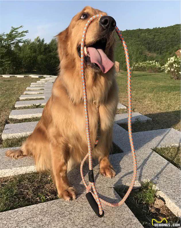 犬护食行为背后存在三点心理因素，理解与陪伴才是训犬良方！