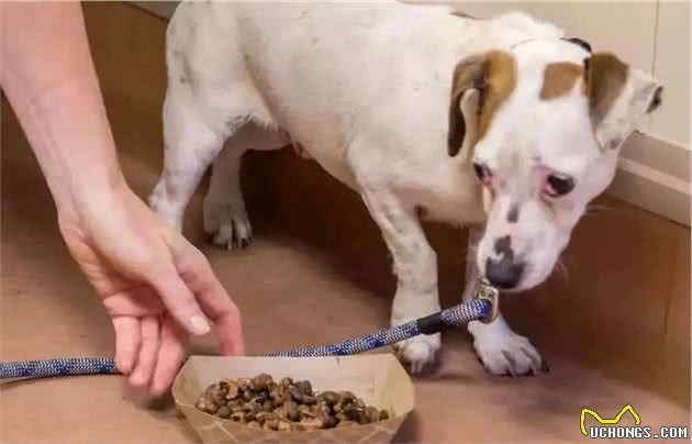 犬护食行为背后存在三点心理因素，理解与陪伴才是训犬良方！