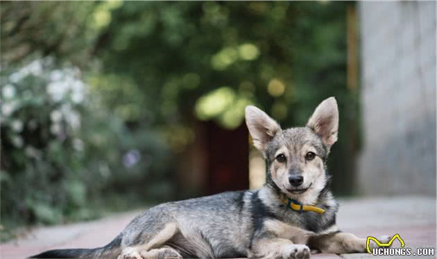 串串真的会比纯种犬健康吗？科学家却认为，遗传病已经影响了串串