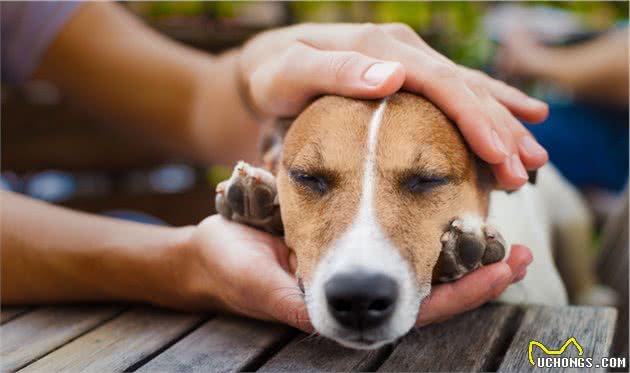 宠物犬腹泻如何治疗，这里有日常应对宠物犬腹泻的小方法