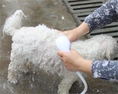 这些行为，会缩短比熊犬寿命，主人别再做了