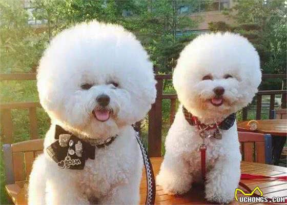 这些行为，会缩短比熊犬寿命，主人别再做了