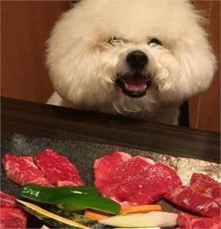 这些行为，会缩短比熊犬寿命，主人别再做了