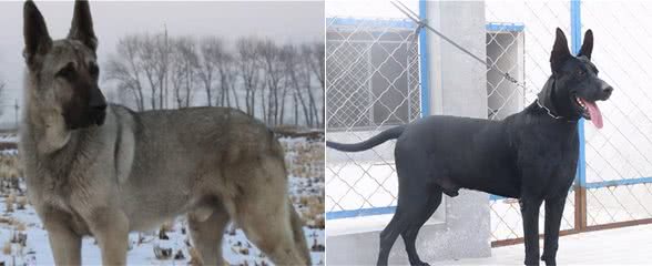 中国四大狼犬，犬中之狼