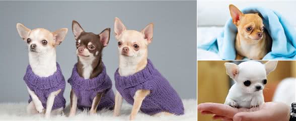 吉娃娃成为“讨厌狗”的这几大原因,难怪养的人少