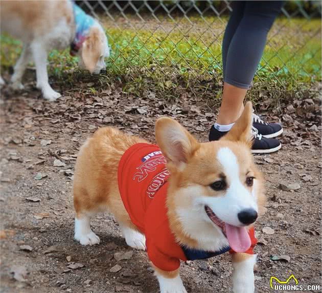 关于柯基犬的10条小秘密，知道五个以上的就是“老司基”了