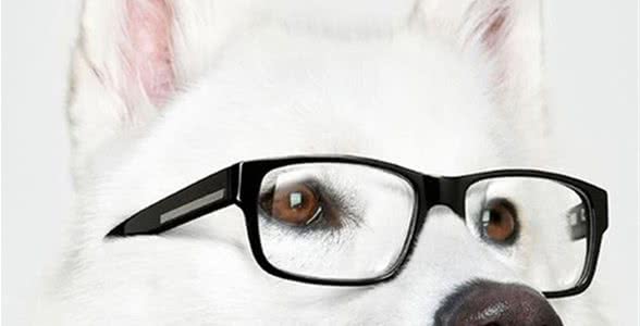 狗狗也会“说话”？这些肢体语言，新晋铲屎官必须掌握