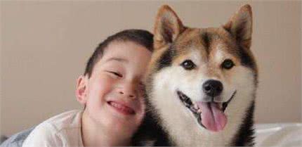 养了柴犬，然后，我就对柴犬“上瘾”了