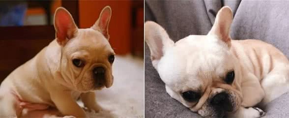 法国斗牛犬很容易掉毛，日常喂养要注意这几点