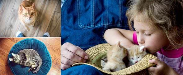 养猫好还是养狗好？这是养猫比养狗更好的11个理由