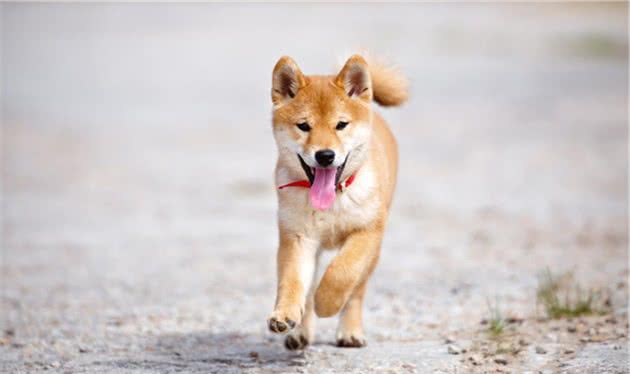 柴犬能吃海鲜吗，柴犬吃海鲜好不好