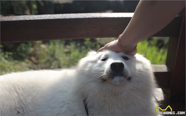 辟谣，狗界并没有风湿病！其实风湿只是外在表现，核心为关节炎