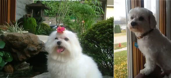 在你挑选马尔济斯幼犬时，应从这几个方面入手