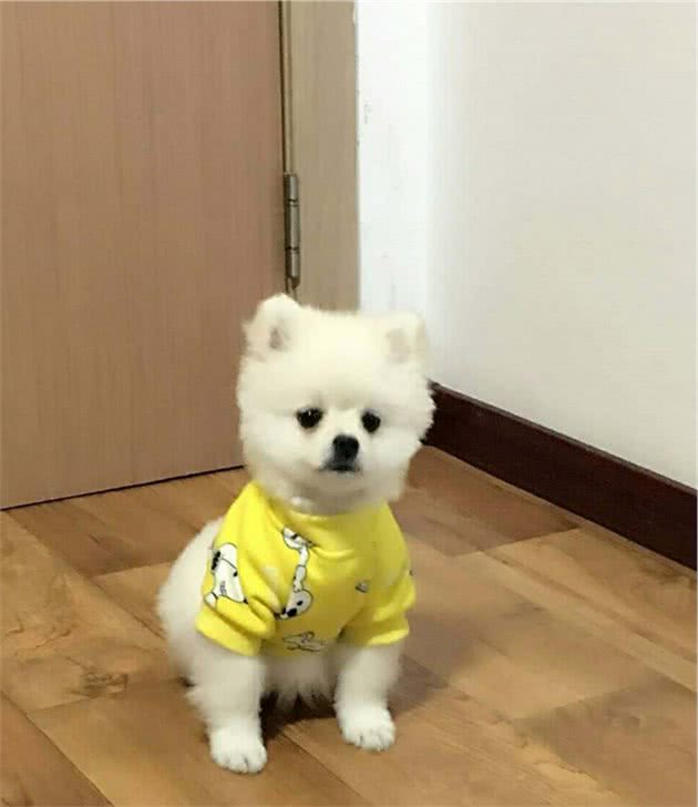 买一只“博美犬”，大概需要多少钱？