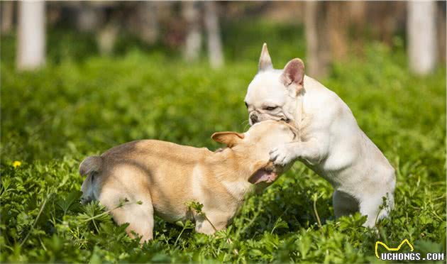 想养法国斗牛犬？其实它有这6大缺点