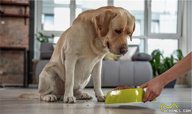 形成正确的饲育规律，培养拉布拉多猎犬良好的饮食习惯