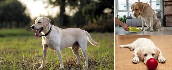 形成正确的饲育规律，培养拉布拉多猎犬良好的饮食习惯