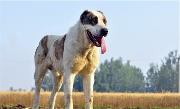 中亚牧羊犬，勇猛无畏的战斗猛犬，用眼神就可威慑外敌