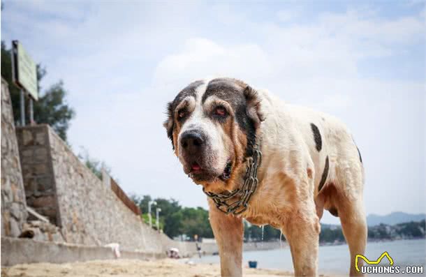 中亚牧羊犬，勇猛无畏的战斗猛犬，用眼神就可威慑外敌