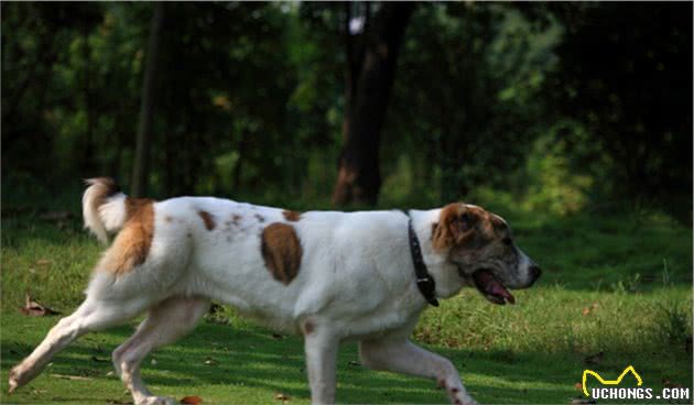 中亚牧羊犬，勇猛无畏的战斗猛犬，用眼神就可威慑外敌