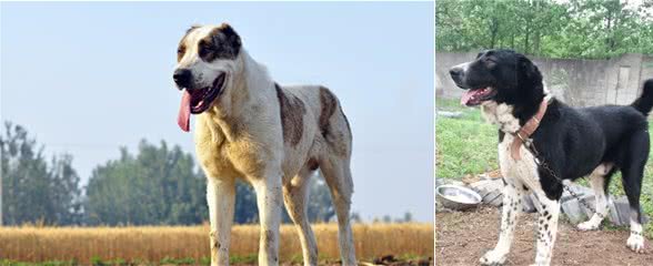 中亚牧羊犬，勇猛无畏的战斗猛犬，用眼神就可威慑外敌