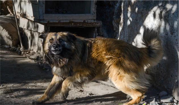 世界上5大为杀戮而生的战斗犬种，第一名秒杀藏獒